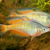 Melanotaenia Parkinsoni Parkinsoni regenboogvis